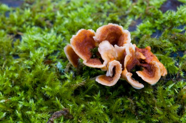 fungo 13 (Stereum insignitum)